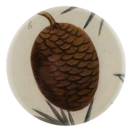 Pinecone