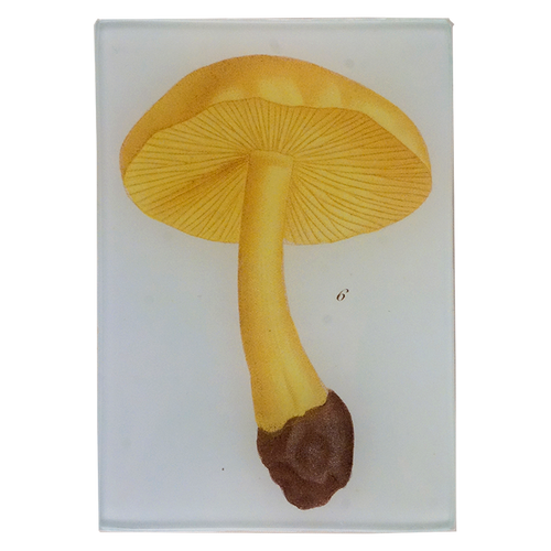 Mushroom Fig. 6