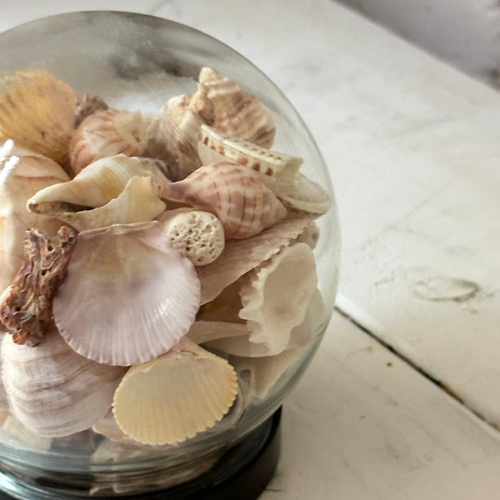 Vintage Seashell Globe Terrarium