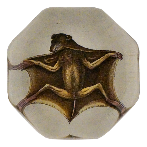 Bat