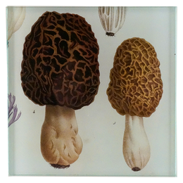 Morel