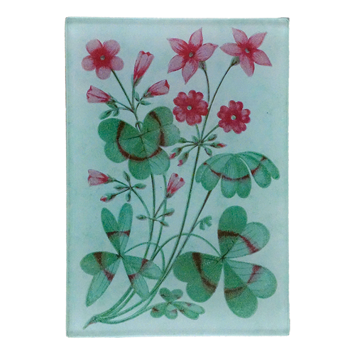 Clover Green (Card Back)