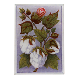 Cotton (Card Back)