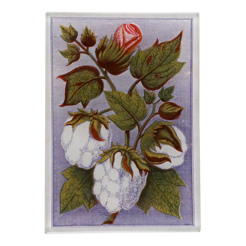 Cotton (Card Back)