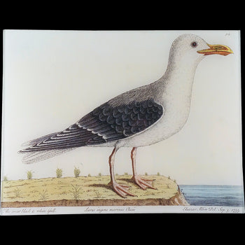 #57 - Great Black & White Gull