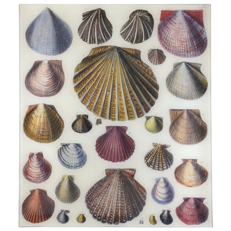 Decoupage shells for decoration - El Desván mágico de Ana