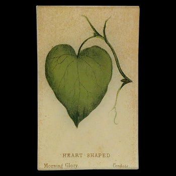 Heart (Leaf Shapes c. 1900)