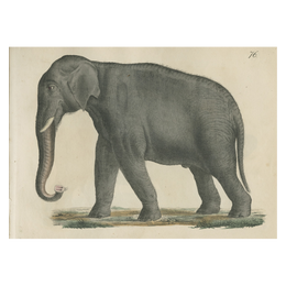 Elephant