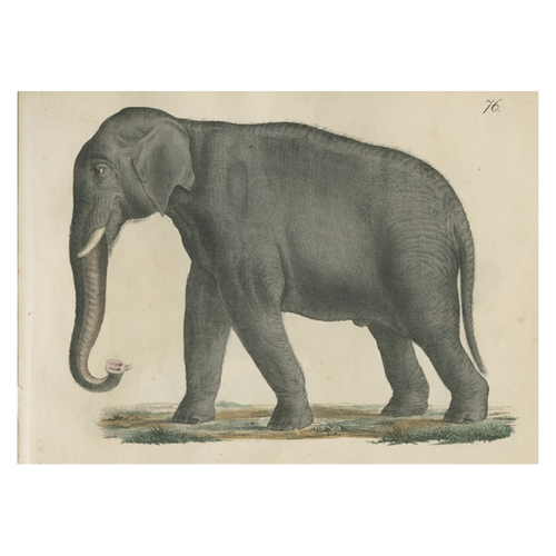 Elephant