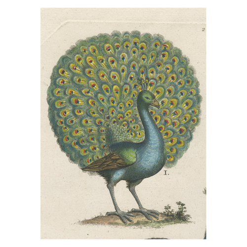 Coy Peacock