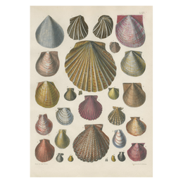 Shells