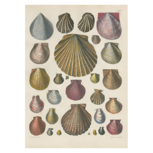 Shells